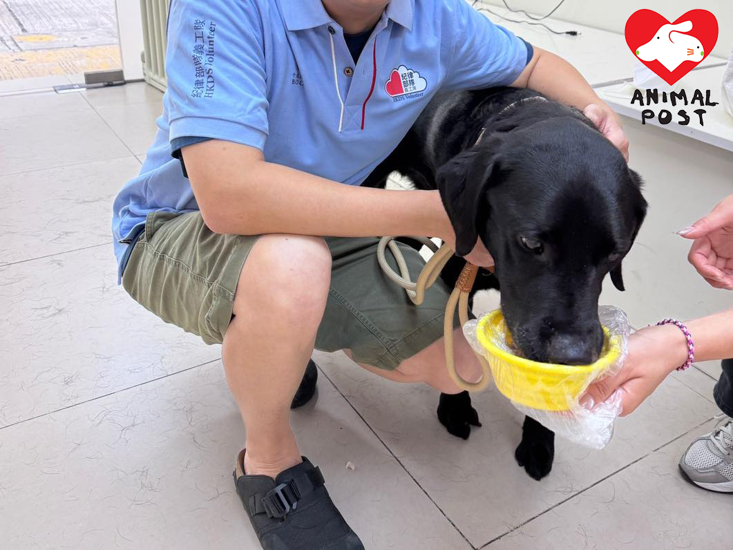 退役緝毒犬Rider早前身體不適,獲阿棍屋善行動物診所提供免費醫療。