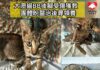 大澳貓BB後腳受傷獲救 團體盼醫治後尋領養