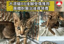 大澳貓BB後腳受傷獲救 團體盼醫治後尋領養