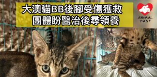 大澳貓BB後腳受傷獲救 團體盼醫治後尋領養