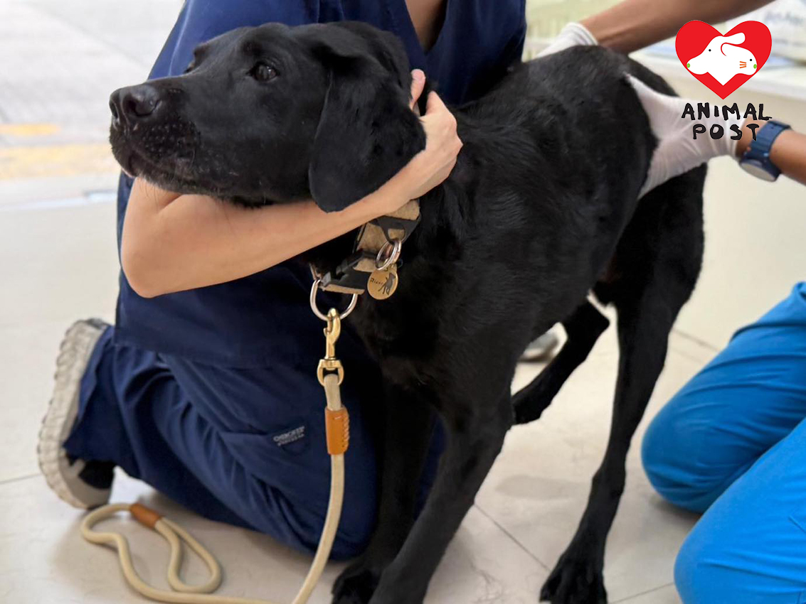 退役緝毒犬Rider早前身體不適,獲阿棍屋善行動物診所提供免費醫療。