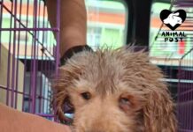 旺角被丟垃圾桶幼犬因末期狗瘟已安樂死 警方指被捕人涉嫌網上買狗走私來港