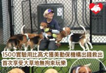 1500動物實驗比高犬獲美動保機構出錢救出 首次享受大草地無拘束玩樂