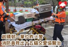 啟晴邨一單位昨火警 消防員救出十五貓交愛協醫治
