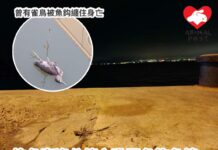 釣魚客沒公德心亂丟魚鈎魚線 恐殃及社區動物