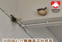 沙田中心六隻雛燕茁壯成長 吸引大量途人圍觀拍照