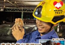 車底中救出兩貓BB 消防員笑逐顏開