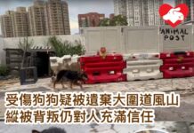 受傷狗狗疑被遺棄於大圍道風山 即使被背叛仍對人充滿信任