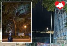 太和邨疑有人為拍攝雀鳥 晚上以強光照樹