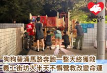 狗狗葵涌馬路奔跑一整天終獲救 義工街坊大半天不懈營救