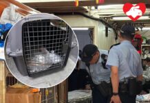 緝兇!紅磡長生店店貓疑被人虐殺 回店舖時尾巴折斷嘴部發紫