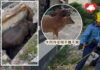 西沙路牛牛墮沙井 村民義工消防員合力救出