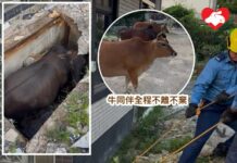 西沙路牛牛墮沙井 村民義工消防員合力救出