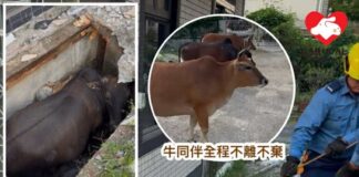 西沙路牛牛墮沙井 村民義工消防員合力救出