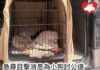 急尋目擊消息幫小狗討公道 坪輋幼犬疑被車撞拖行傷重不治