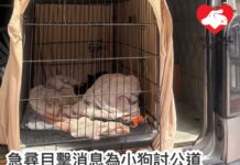 急尋目擊消息幫小狗討公道 坪輋幼犬疑被車撞拖行傷重不治