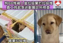 狗BB慘被人當垃圾棄於垃圾桶旁 義工救起急送獸醫診所檢查
