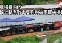 連場暴雨下 錦上路有數十隻狗狗被困籠中淋雨