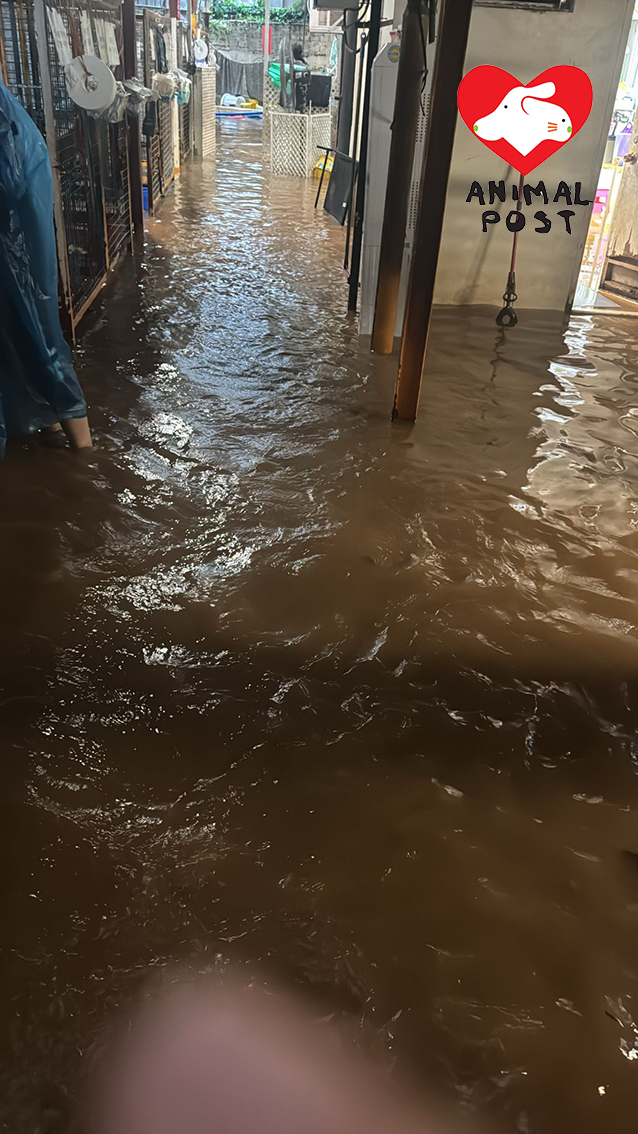 阿棍屋亦因暴雨出現嚴重水浸,幸場內動物沒有危險。