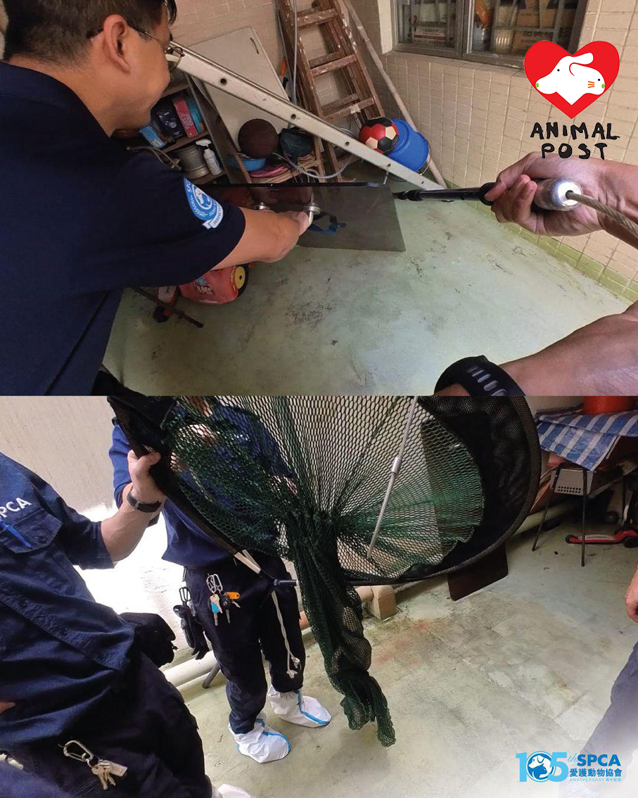深水埗一住宅樓宇內發現鱷魚,愛協督察到場救起。