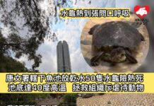 康文署轄下魚池放水50隻水龜險被熱死 拯救組織斥虐待動物