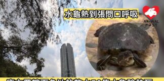 康文署轄下魚池放水50隻水龜險被熱死 拯救組織斥虐待動物