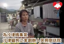為沙律媽集氣 沙律貓狗之家創辦人突病倒送院
