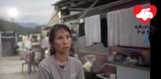 為沙律媽集氣 沙律貓狗之家創辦人突病倒送院