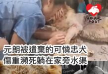 元朗被遺棄的可憐忠犬 傷重臨死前躺在家旁水渠