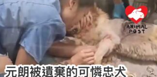 元朗被遺棄的可憐忠犬 傷重臨死前躺在家旁水渠