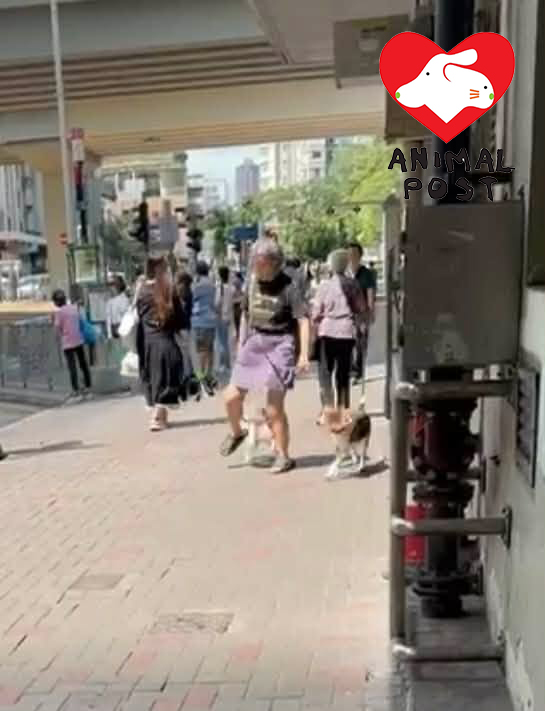 該女子伸腳目的似是要狗狗走回她身後。