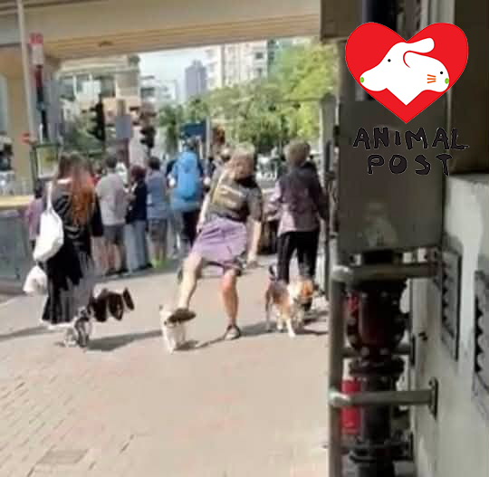 一名女子昨日被人拍攝到兩度向白色狗狗伸腳。