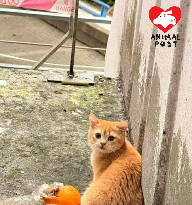 上星期該處也有金影貓貓被遺棄,盆骨受傷。