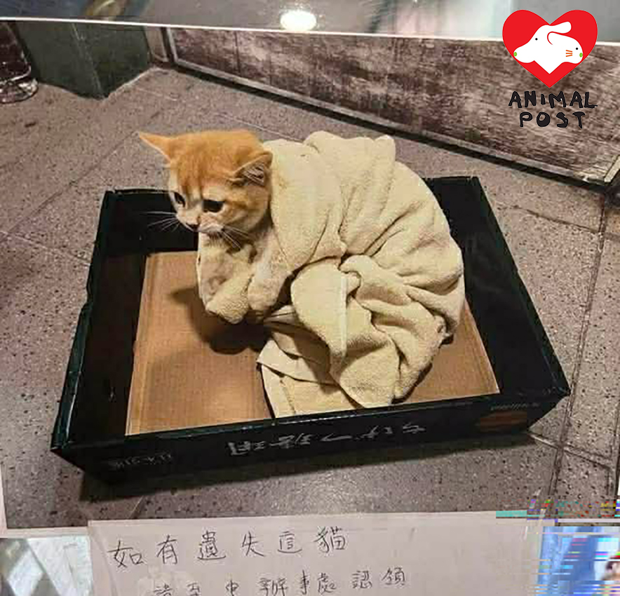 上星期該處也有金影貓貓被遺棄,盆骨受傷。