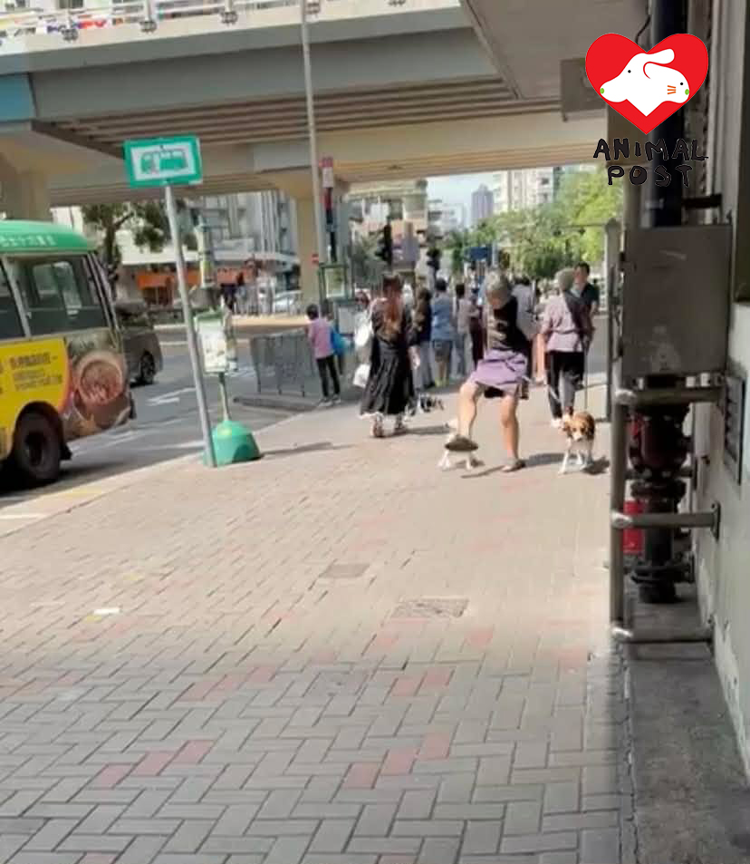 一名女子昨日被人拍攝到兩度向白色狗狗伸腳。