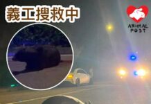 荃錦公路牛牛被車撞傷一度浴血躺路中心 其後起身離開下落不明