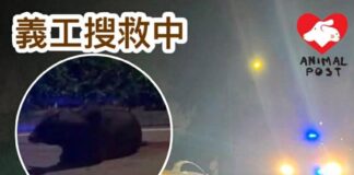 荃錦公路牛牛被車撞傷一度浴血躺路中心 其後起身離開下落不明