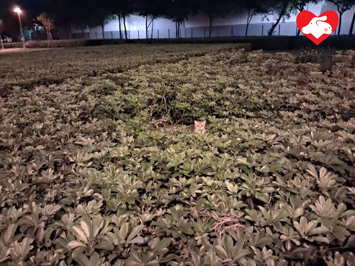 一隻金影貓貓昨晚被人發現遭遺棄於馬鞍山西沙路花園。