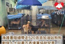 漁護署陸續從520浪浪加油站帶走狗狗 動保人士冀協助安置