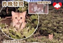 馬鞍山大面積花園發現被遺棄貓貓 去年至今第三次同一品種貓被棄