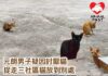 元朗男子疑因討厭貓 捉走三隻社區貓放別處 三貓至今下落不明