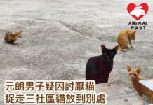 元朗男子疑因討厭貓 捉走三隻社區貓放別處 三貓至今下落不明