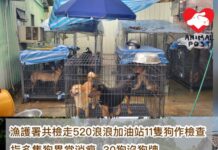 漁護署共檢走520浪浪加油站11隻狗作檢查 指多隻狗異常消瘦及30隻狗沒狗牌