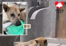 守護墳場多年狗女年老生病 義工救起醫治盼成功尋家