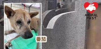 守護墳場多年狗女年老生病 義工救起醫治盼成功尋家
