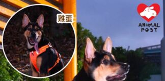 曾被放生果籃遺棄於巴士站 獲救後變溫柔靚狗狗尋家