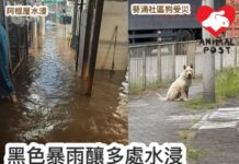 黑色暴雨釀多處水浸 傳葵涌兩狗被洪水沖走