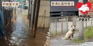 黑色暴雨釀多處水浸 傳葵涌兩狗被洪水沖走