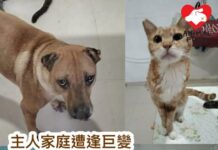 主人家庭遭逢巨變 急為三貓一狗尋家