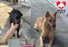 獨居長者身體變差將住老人院 急為三狗三貓尋家